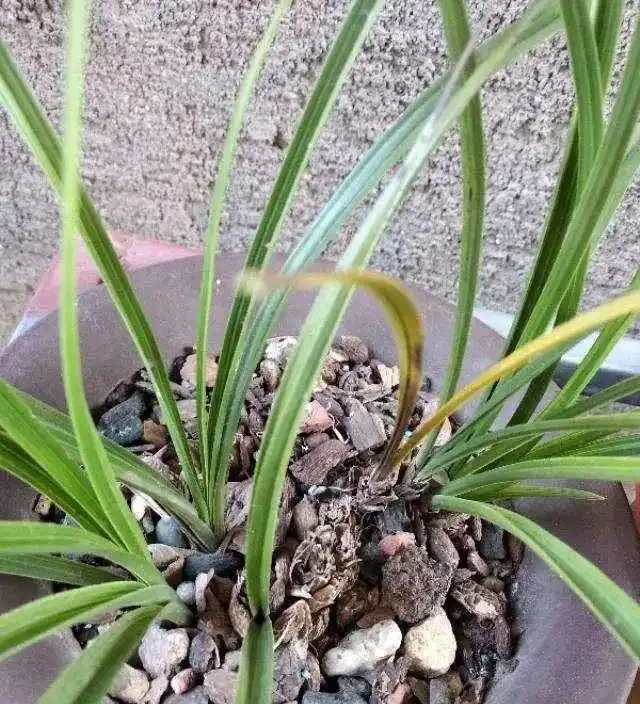 蘭花葉尖發黃發黑?別慌!三招教你「讀懂」它的求救訊號