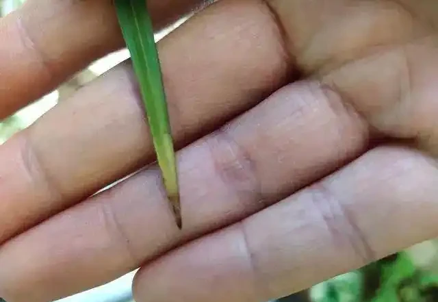 蘭花葉尖發黃發黑?別慌!三招教你「讀懂」它的求救訊號
