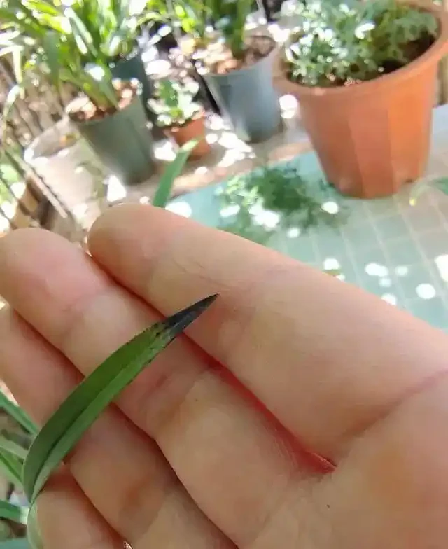 蘭花葉尖發黃發黑?別慌!三招教你「讀懂」它的求救訊號
