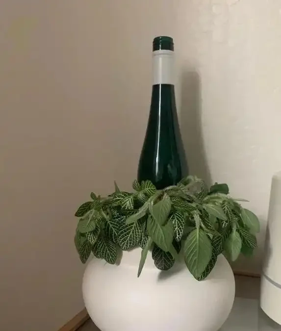 養花老澆不好？試試浸盆這招，10分鐘救活蔫花！