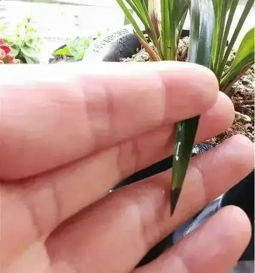 蘭花葉尖發黃發黑?別慌!三招教你「讀懂」它的求救訊號