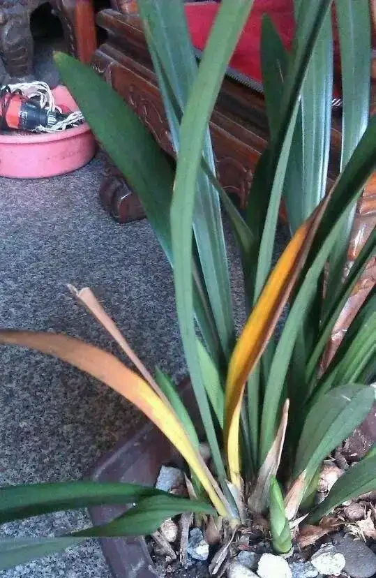 蘭花葉尖發黃發黑?別慌!三招教你「讀懂」它的求救訊號