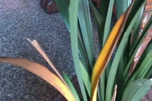 蘭花葉尖發黃發黑？別慌！三招教你「讀懂」它的求救訊號