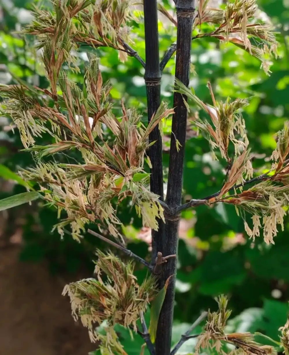 大量竹子開花是不祥之兆嗎?