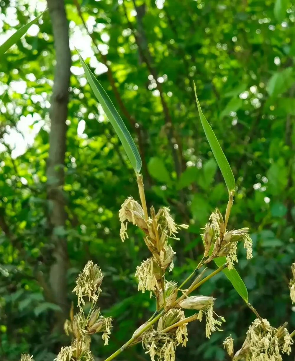 大量竹子開花是不祥之兆嗎?