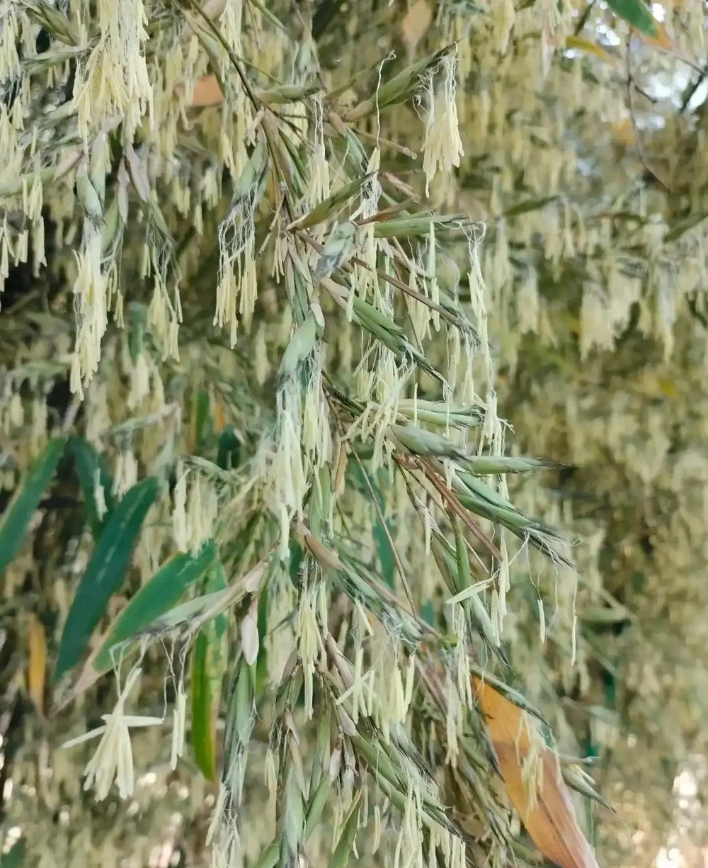 大量竹子開花是不祥之兆嗎?