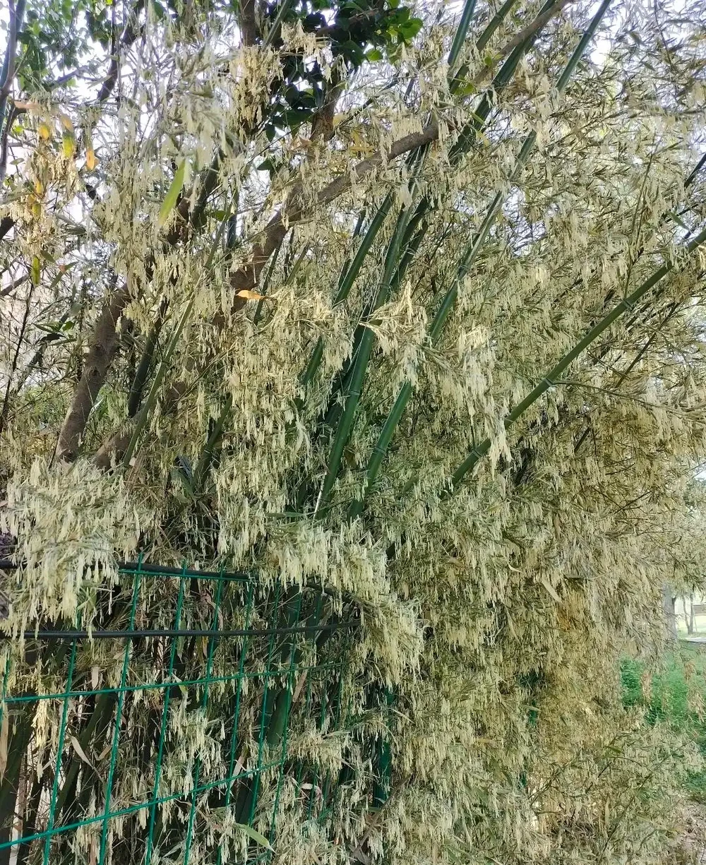 大量竹子開花是不祥之兆嗎?