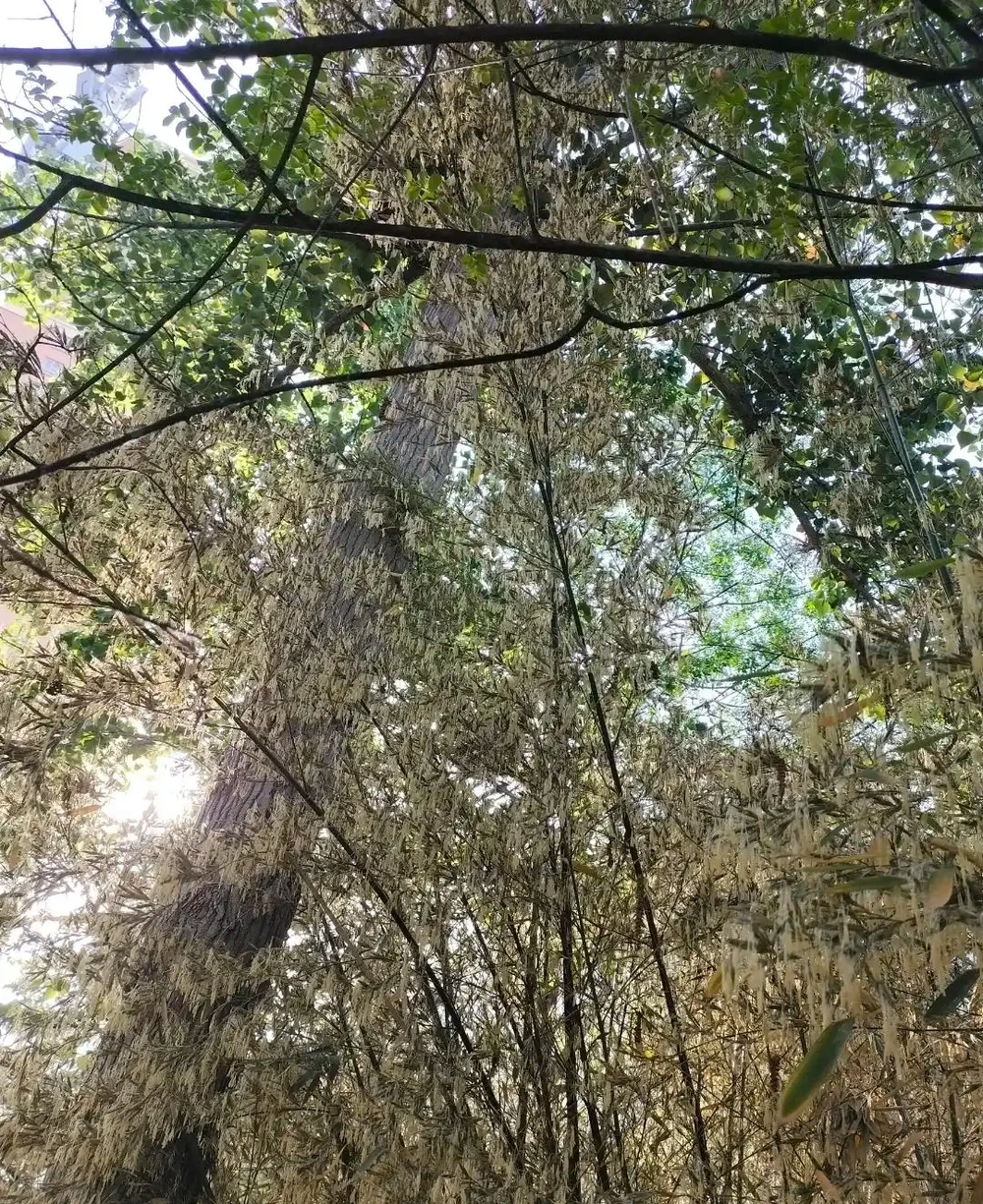 大量竹子開花是不祥之兆嗎?
