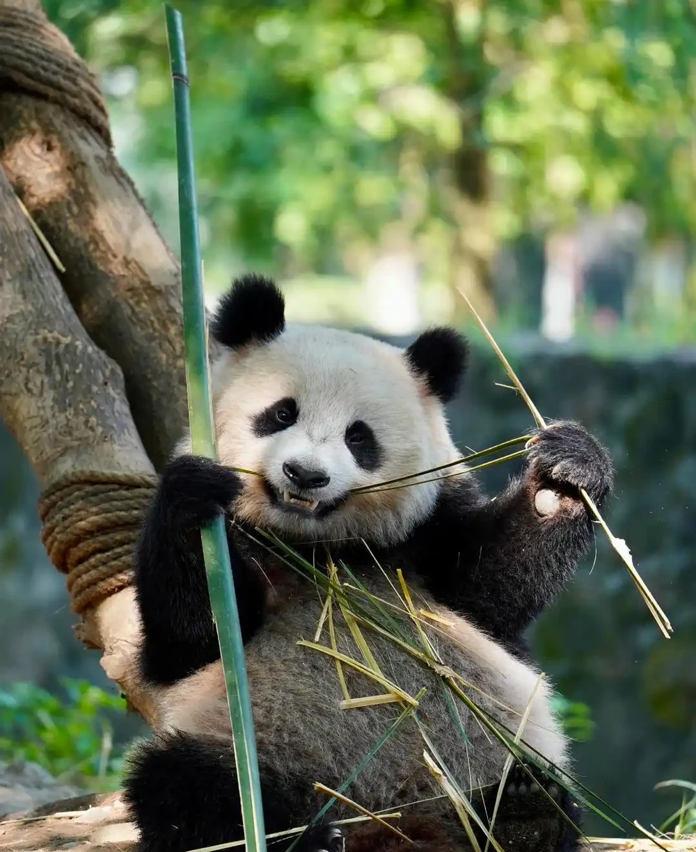 大量竹子開花是不祥之兆嗎?