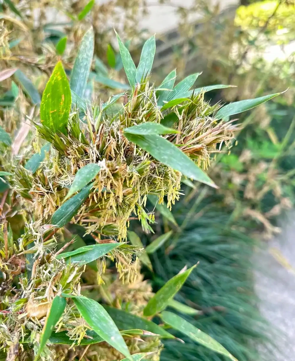 大量竹子開花是不祥之兆嗎?