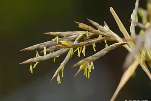 大量竹子開花是不祥之兆嗎？