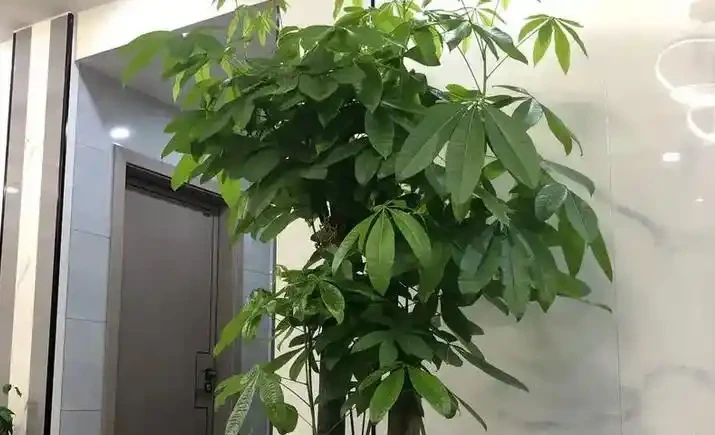 發財樹不長個？喂上「2種肥」，猛長葉子，四季綠油油！