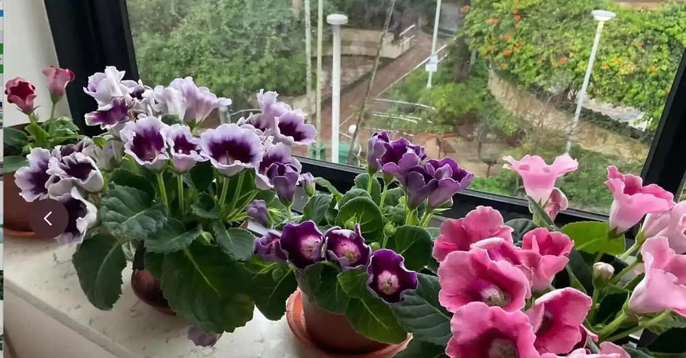 12種耐陰「陰性花」大盤點！客廳無陽光也能滿盆，新手閉眼養