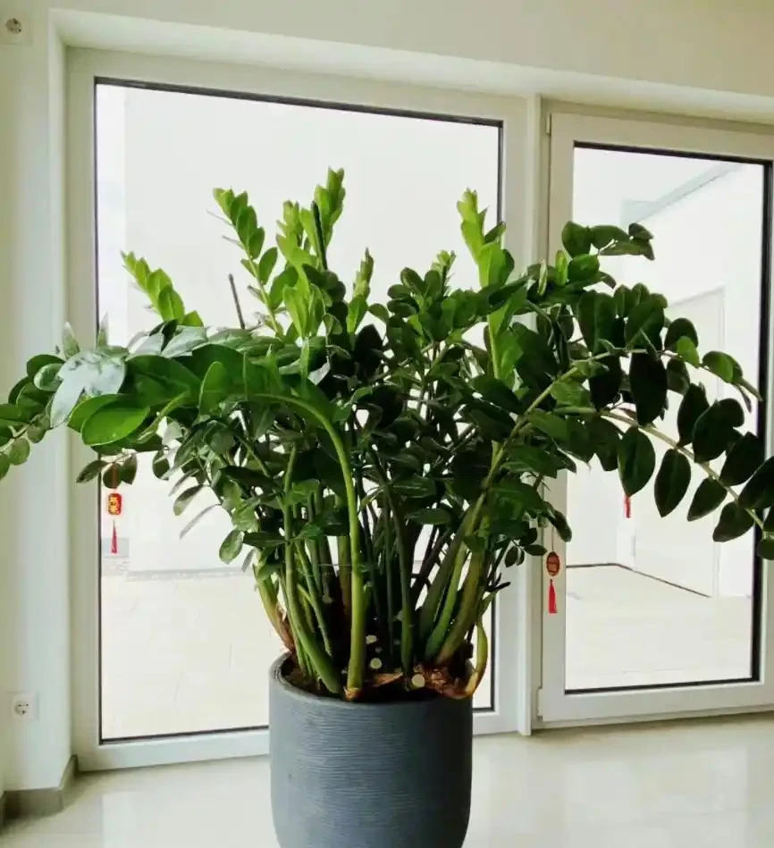 12種耐陰「陰性花」大盤點！客廳無陽光也能滿盆，新手閉眼養