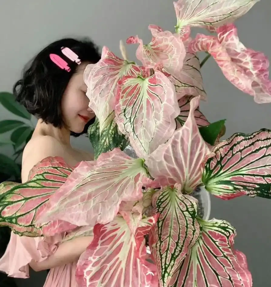 12種耐陰「陰性花」大盤點！客廳無陽光也能滿盆，新手閉眼養