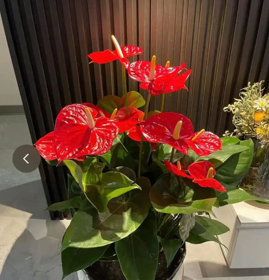 12種耐陰「陰性花」大盤點！客廳無陽光也能滿盆，新手閉眼養