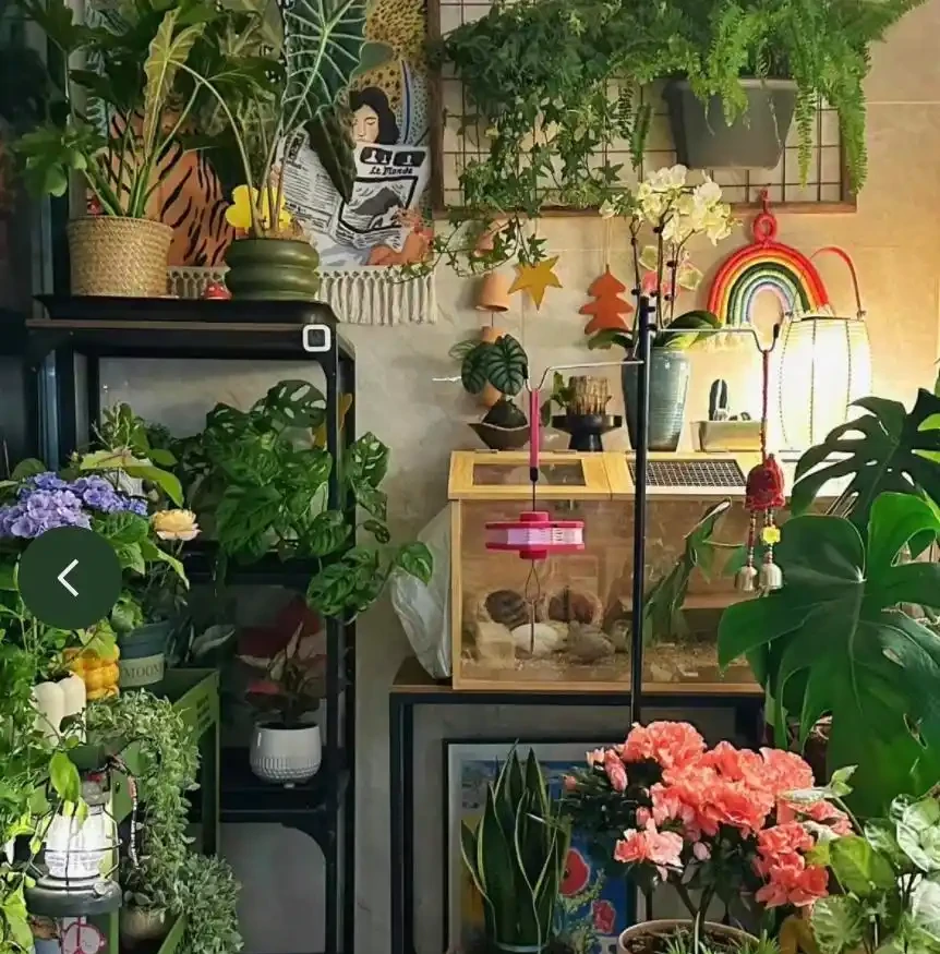 12種耐陰「陰性花」大盤點！客廳無陽光也能滿盆，新手閉眼養