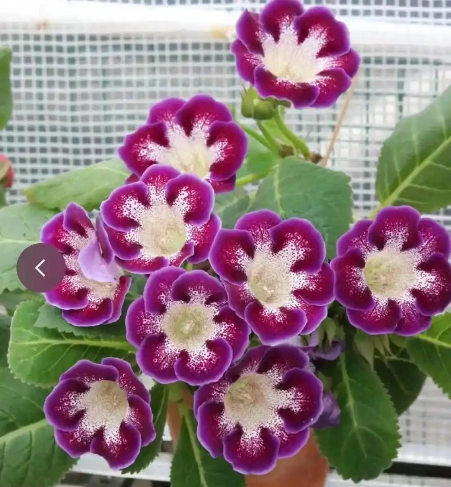 12種耐陰「陰性花」大盤點！客廳無陽光也能滿盆，新手閉眼養