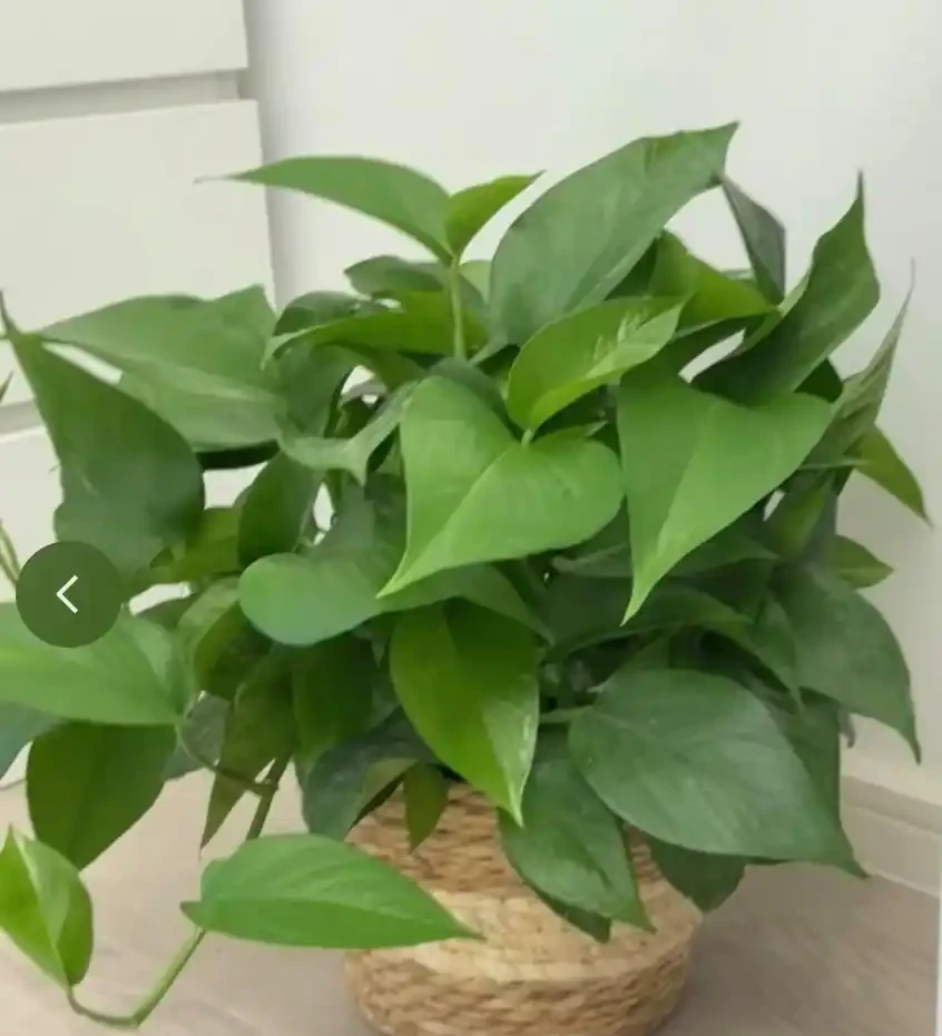12種耐陰「陰性花」大盤點！客廳無陽光也能滿盆，新手閉眼養