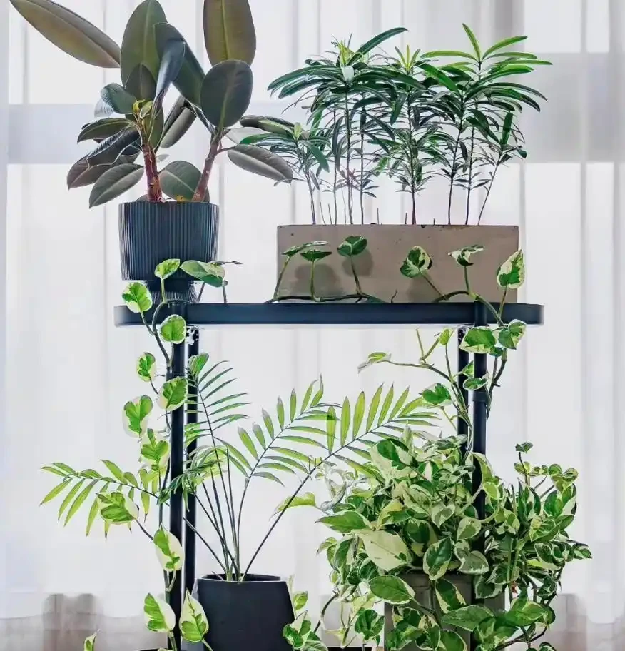 12種耐陰「陰性花」大盤點！客廳無陽光也能滿盆，新手閉眼養