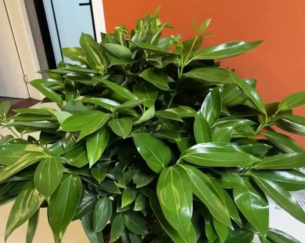 12種耐陰「陰性花」大盤點！客廳無陽光也能滿盆，新手閉眼養
