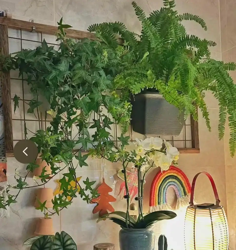 12種耐陰「陰性花」大盤點！客廳無陽光也能滿盆，新手閉眼養