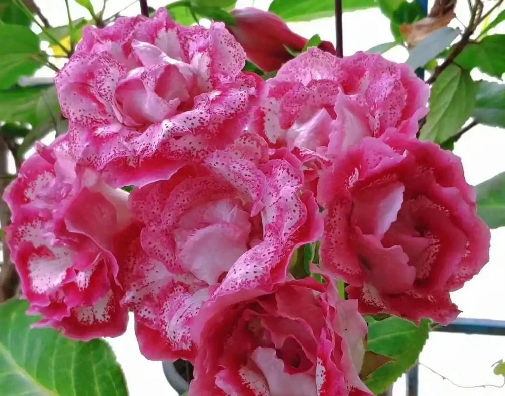 12種耐陰「陰性花」大盤點！客廳無陽光也能滿盆，新手閉眼養