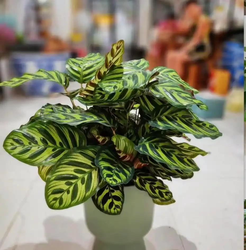 12種耐陰「陰性花」大盤點！客廳無陽光也能滿盆，新手閉眼養
