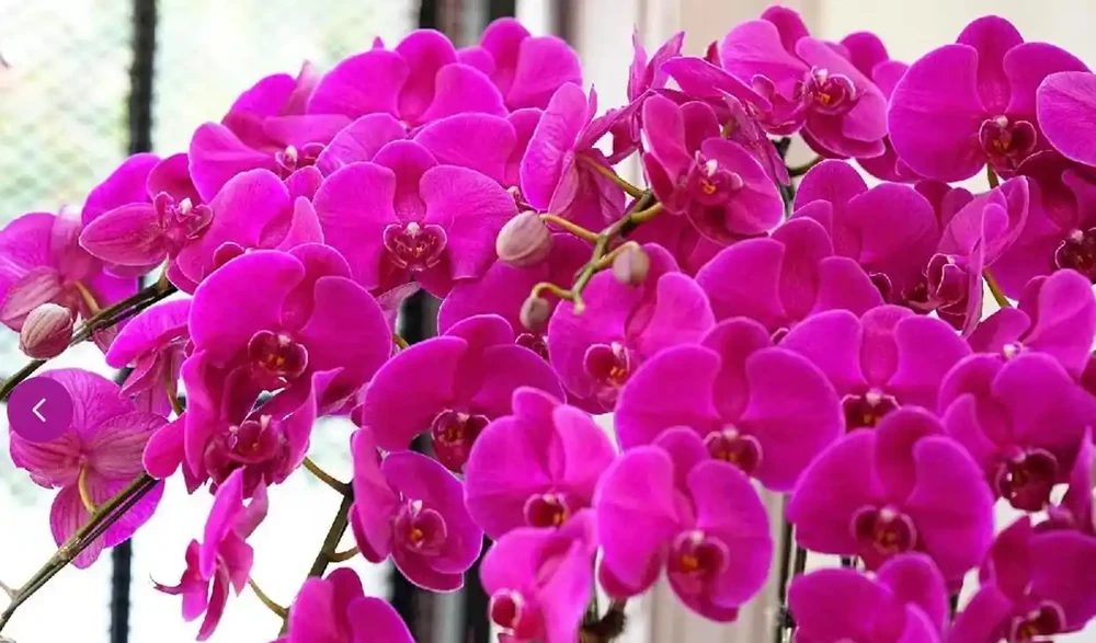 12種耐陰「陰性花」大盤點！客廳無陽光也能滿盆，新手閉眼養