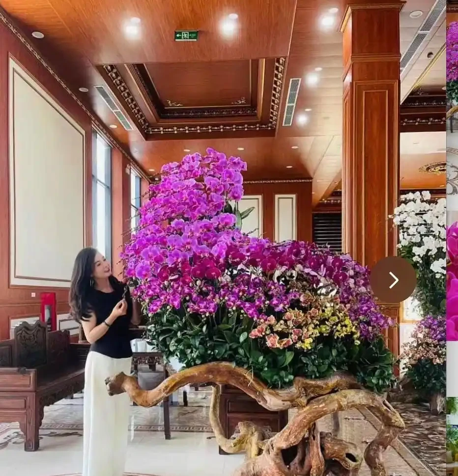 12種耐陰「陰性花」大盤點！客廳無陽光也能滿盆，新手閉眼養