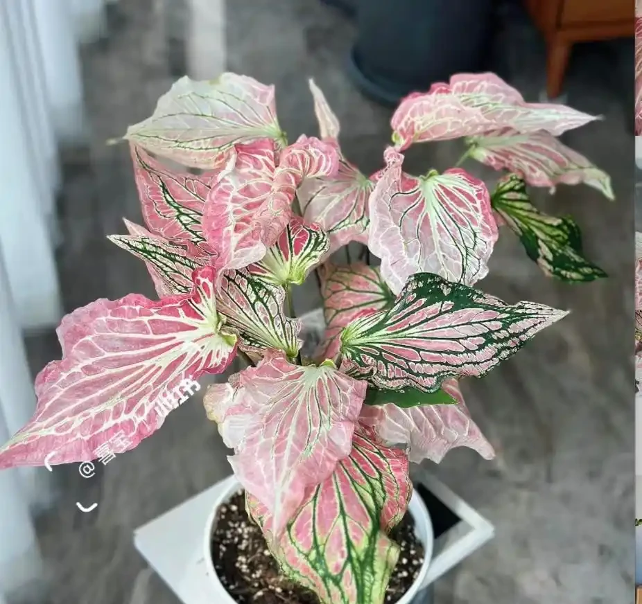 12種耐陰「陰性花」大盤點！客廳無陽光也能滿盆，新手閉眼養
