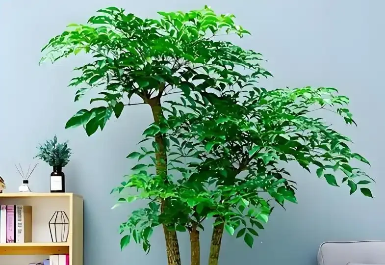 幸福樹葉子嘩啦掉？簡單4步能補救，恢復生機，葉子蹭蹭冒！