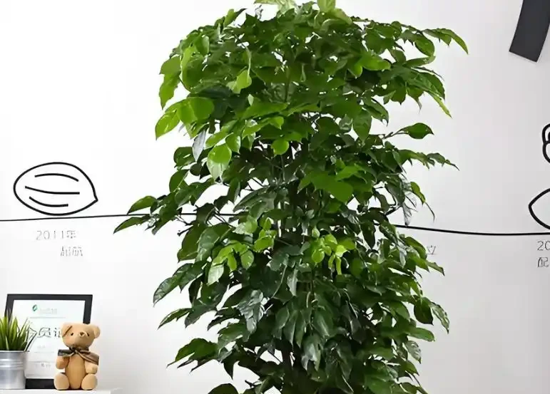 幸福樹葉子嘩啦掉？簡單4步能補救，恢復生機，葉子蹭蹭冒！