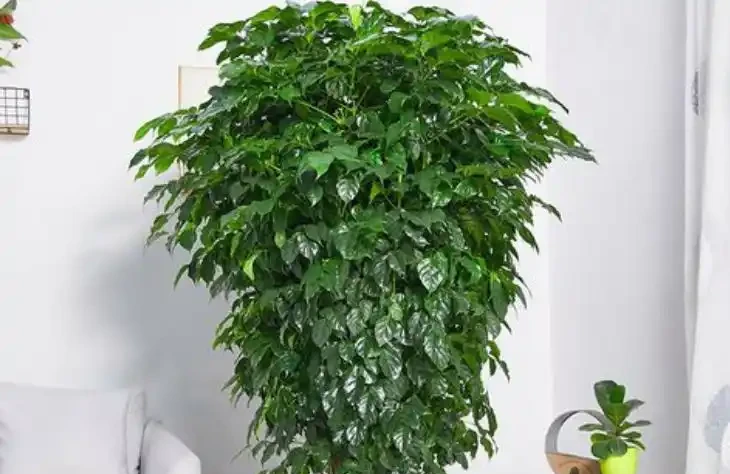 幸福樹葉子嘩啦掉？簡單4步能補救，恢復生機，葉子蹭蹭冒！