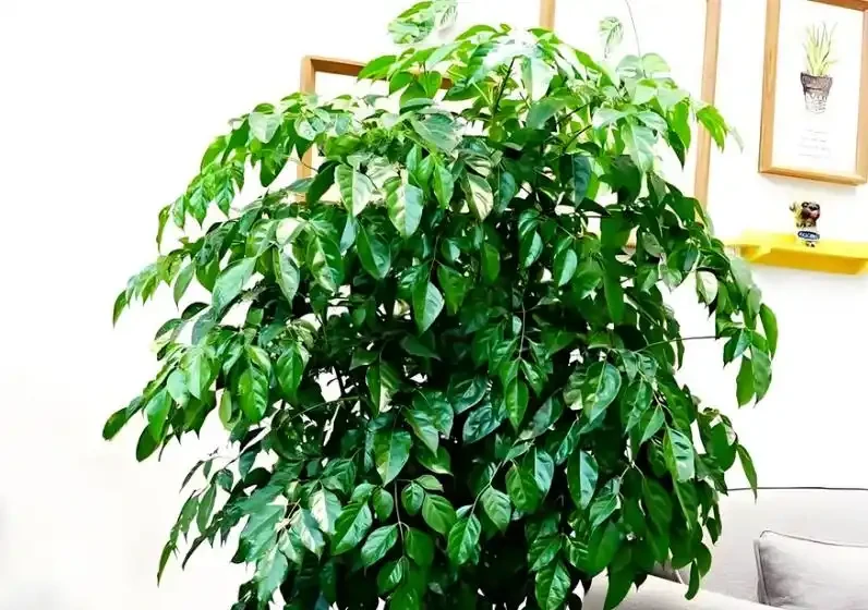幸福樹葉子嘩啦掉？簡單4步能補救，恢復生機，葉子蹭蹭冒！