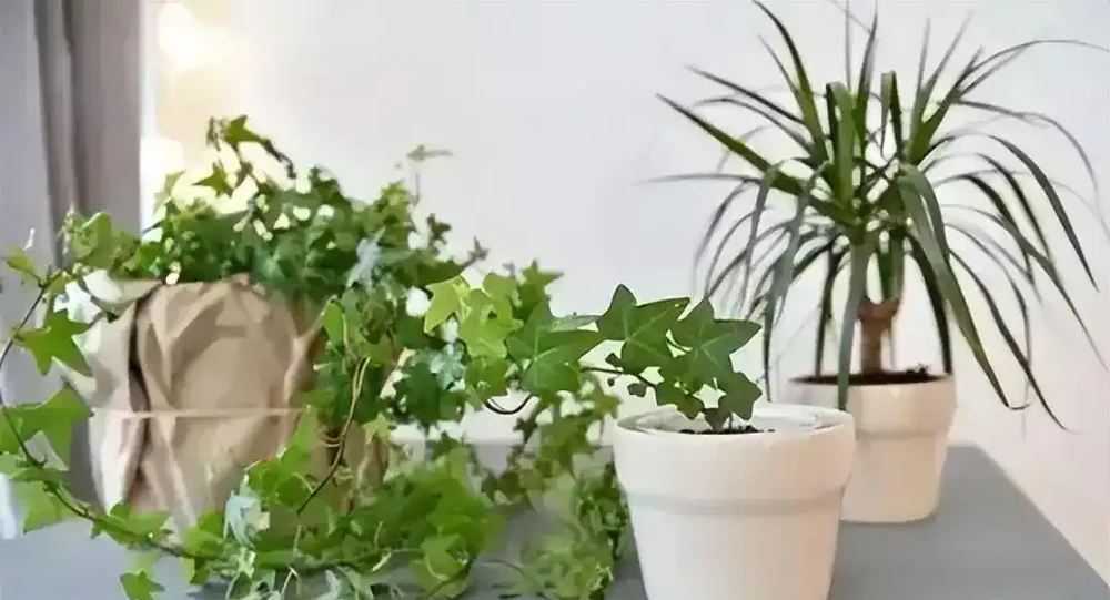 花草黃葉別亂治!教你一招「鐵拳出擊」,3天讓葉子綠得冒油!