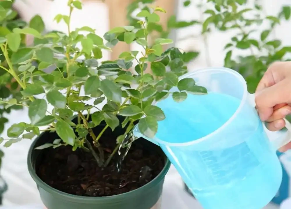 花草黃葉別亂治!教你一招「鐵拳出擊」,3天讓葉子綠得冒油!