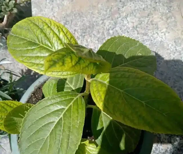 花草黃葉別亂治!教你一招「鐵拳出擊」,3天讓葉子綠得冒油!