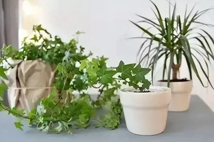 花草黃葉別亂治！教你一招「鐵拳出擊」，3天讓葉子綠得冒油！