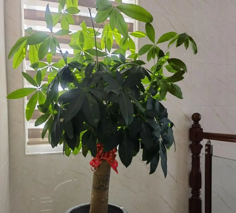 澆水上肥都有講究!老花匠的私藏技巧,養發財樹就這麼簡單