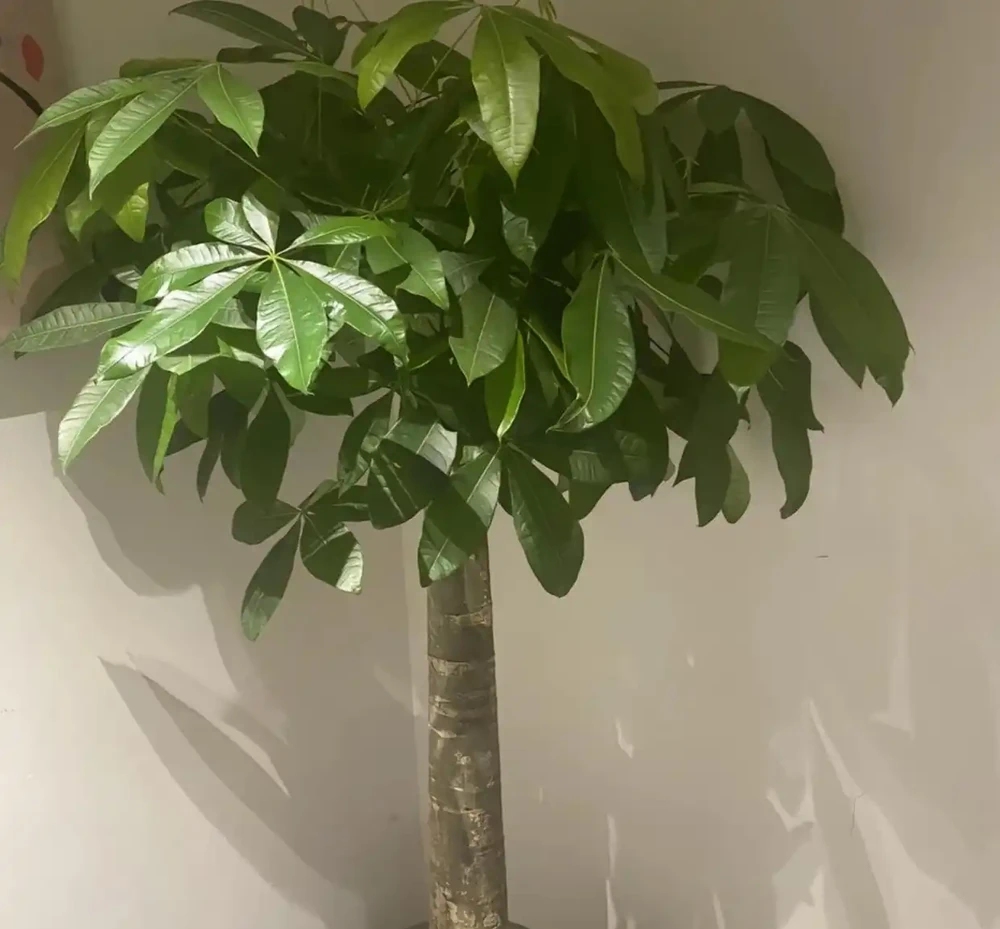 澆水上肥都有講究!老花匠的私藏技巧,養發財樹就這麼簡單