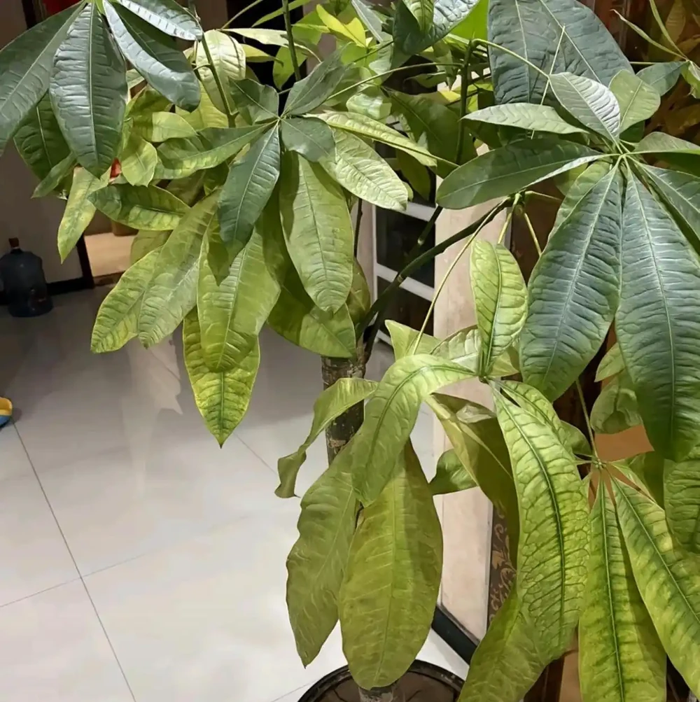 澆水上肥都有講究!老花匠的私藏技巧,養發財樹就這麼簡單