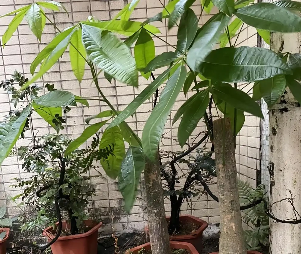 澆水上肥都有講究!老花匠的私藏技巧,養發財樹就這麼簡單