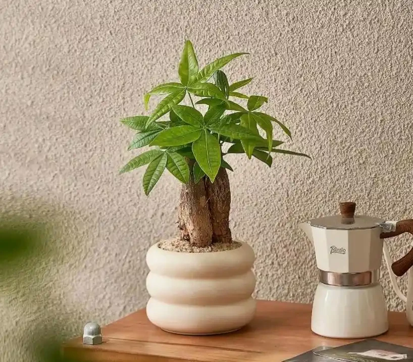 澆水上肥都有講究!老花匠的私藏技巧,養發財樹就這麼簡單