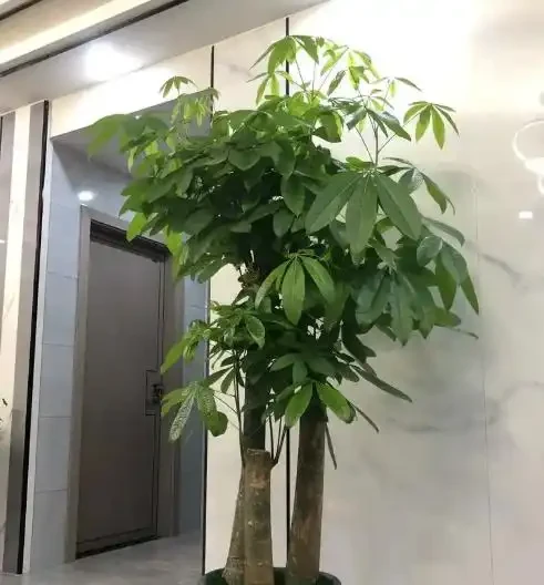 澆水上肥都有講究!老花匠的私藏技巧,養發財樹就這麼簡單