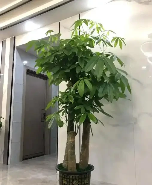 澆水上肥都有講究!老花匠的私藏技巧,養發財樹就這麼簡單