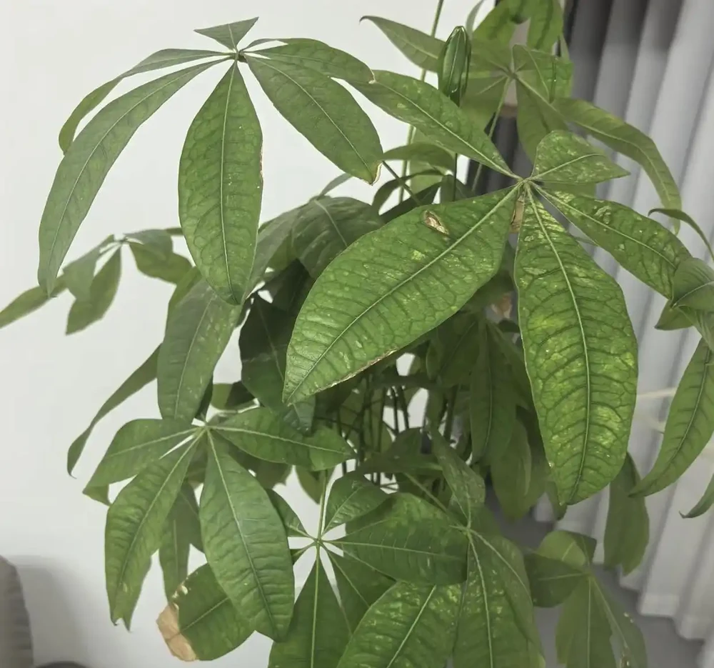 澆水上肥都有講究!老花匠的私藏技巧,養發財樹就這麼簡單