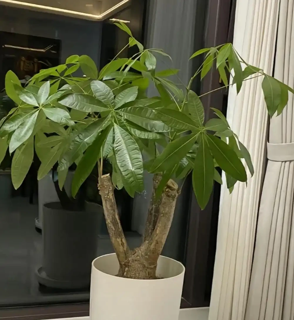 澆水上肥都有講究!老花匠的私藏技巧,養發財樹就這麼簡單
