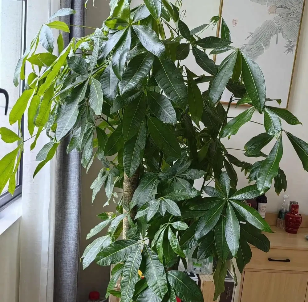 澆水上肥都有講究!老花匠的私藏技巧,養發財樹就這麼簡單