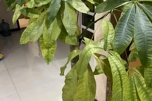 澆水上肥都有講究！老花匠的私藏技巧，養發財樹就這麼簡單
